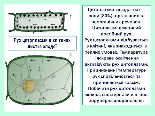 Движение цитоплазмы называется. Движение цитоплазмы в клетках листа элодеи. Типы движения цитоплазмы растительной клетки. Движение цитоплазмы называется. Движение цитоплазмы в клетке растений.