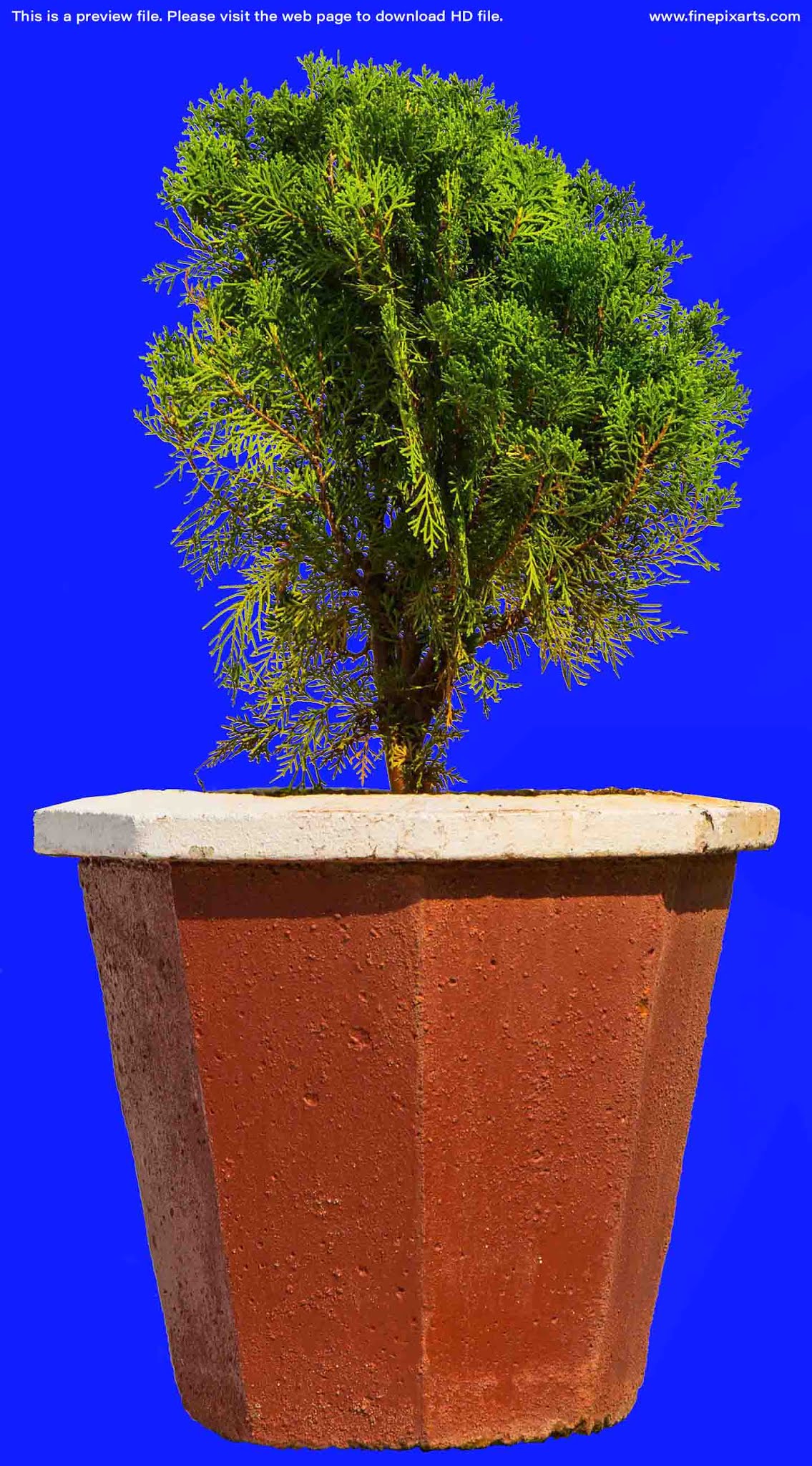 Cypress Garden Plant Texture 00001