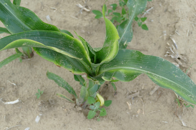 zinc deficiency corn