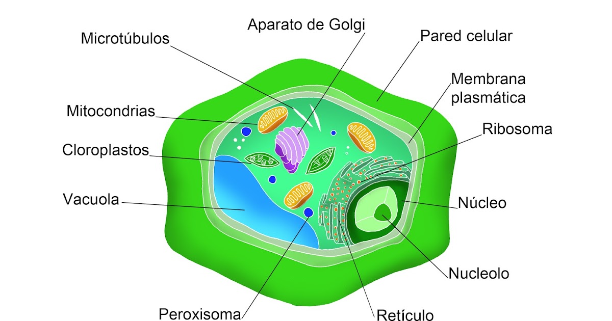 Partes de la Celula Vegetal
