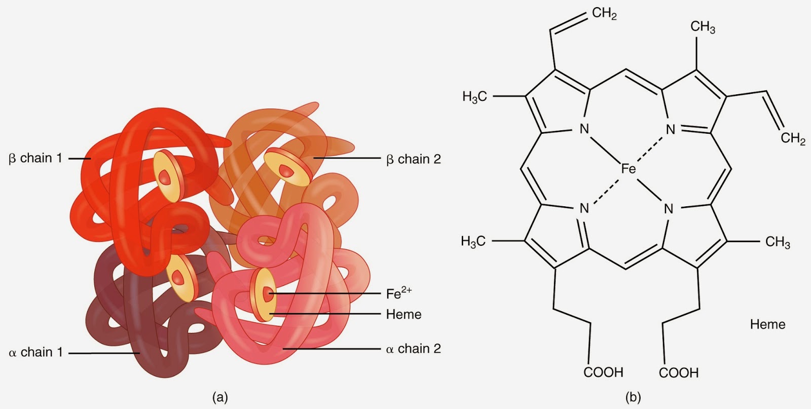 Why Popeye Loved Spinach In Particular + Iron Deficiency