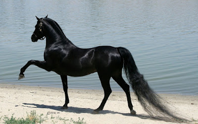 صور حصان