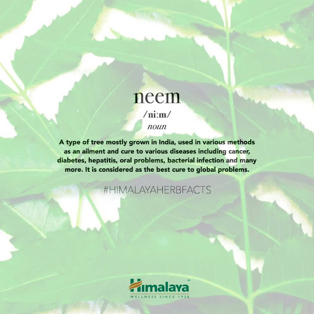 Kulit Cantik Tanpa Jerawat Dengan Himalaya Neem | 10 Khasiat Neem Yang Perlu Anda Tahu