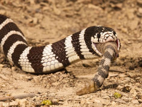 How Do King Snakes Kill Rattlesnakes?