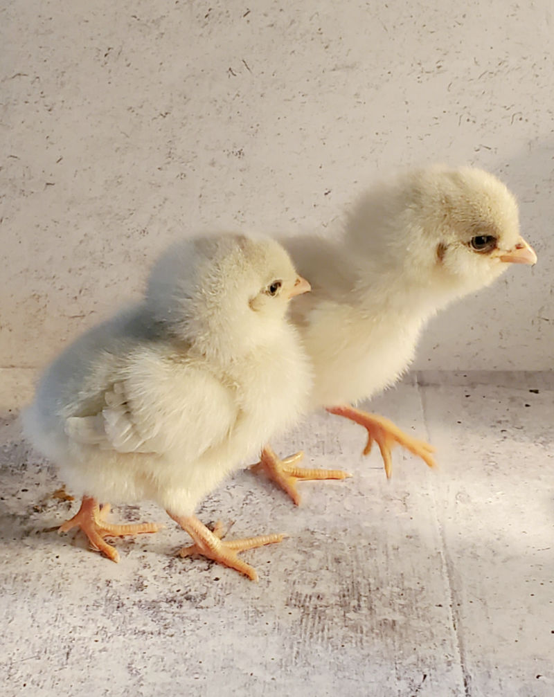 Mail Order Chicks The How, Why and When Fresh Eggs Daily® with Lisa