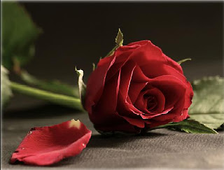 صورة وردة جورية جميلة جدا