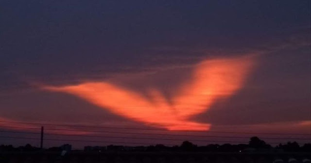 Strange Pink Sky Phenomenon Above Brazil and now Appears an Eagle of Fire Eagle-fire-sky-brazil%2B%25282%2529