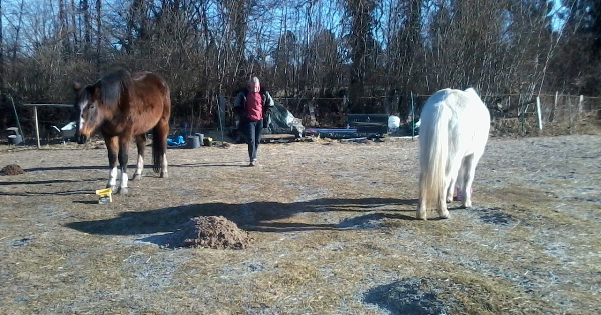 Pferde, unsere stolzen Freunde: Der Pferdeumzug auf den Gnadenhof