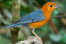 Kumpulan Suara Burung Cipoh Betina Pemikat Mp3 Pamankicau