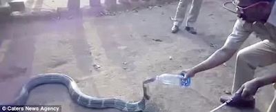 2a Indian villagers tend to huge king cobra after it visited them in search of water