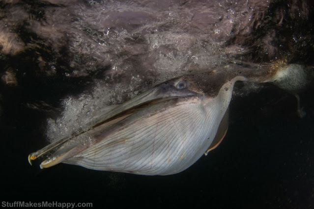 Underwater portrait of a diving pelican. (Photo by Felipe Foncueva)