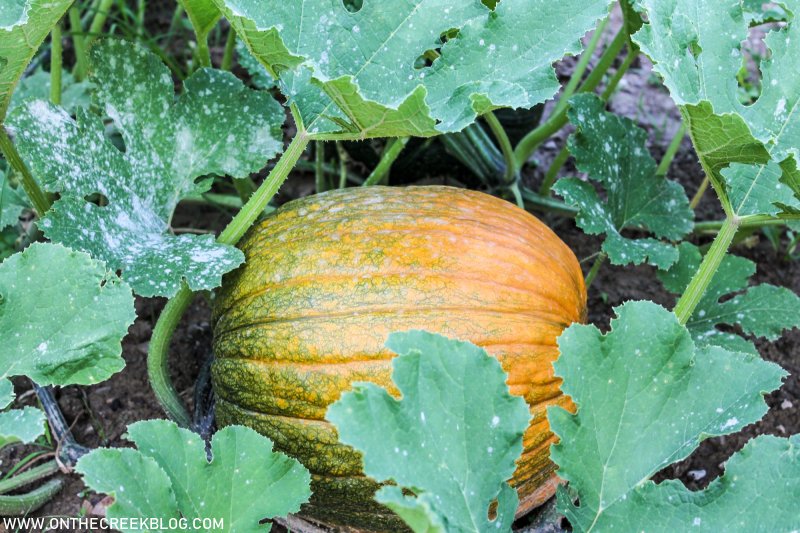 pumpkins growing in the garden | On The Creek Blog