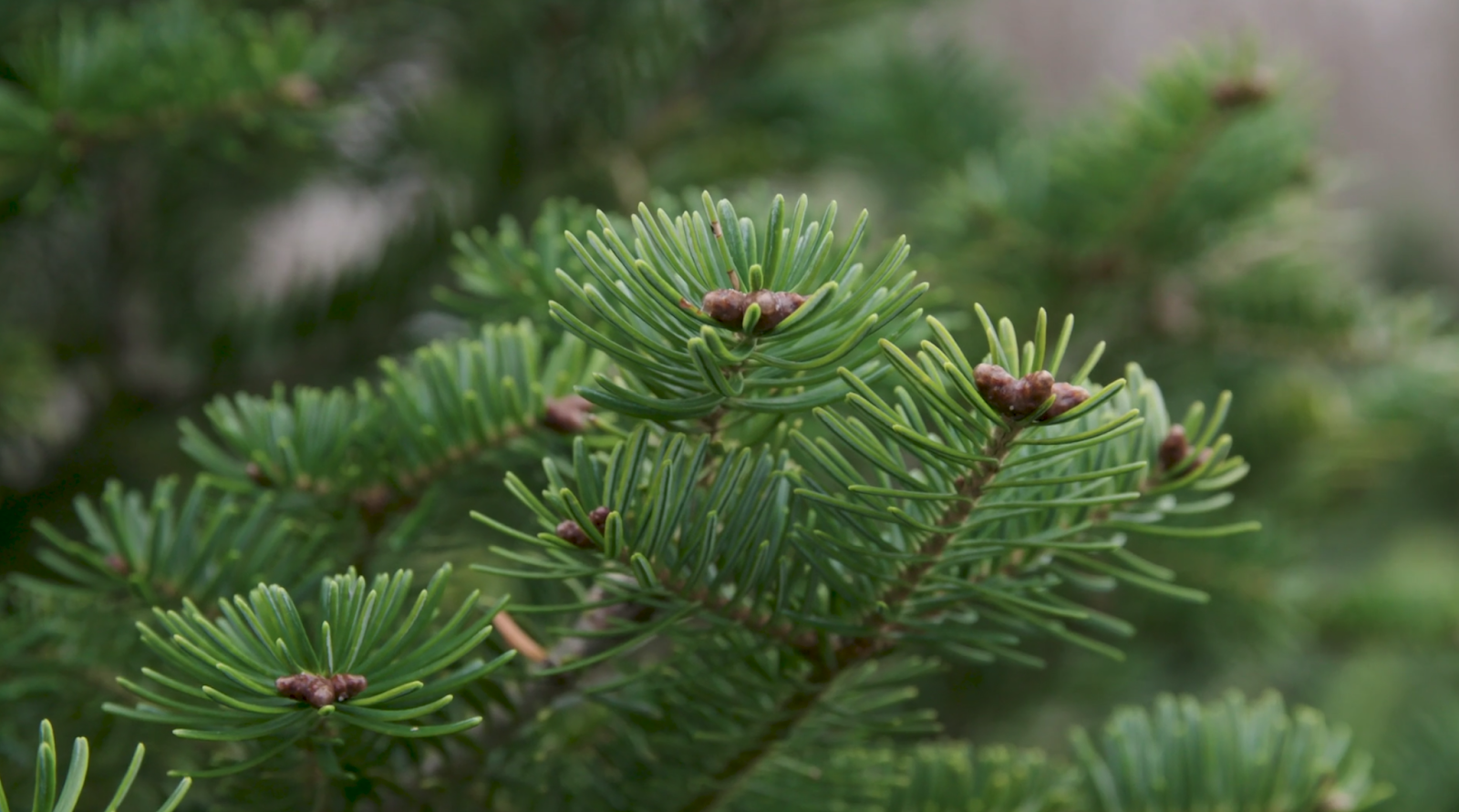 Expert Tips to Keep your Christmas Tree Fresh Fresh Eggs Daily® with