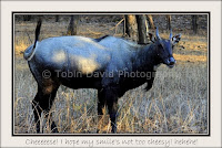 Male Blue-bull (Nilgai), Ranthambore, Rajasthan, India