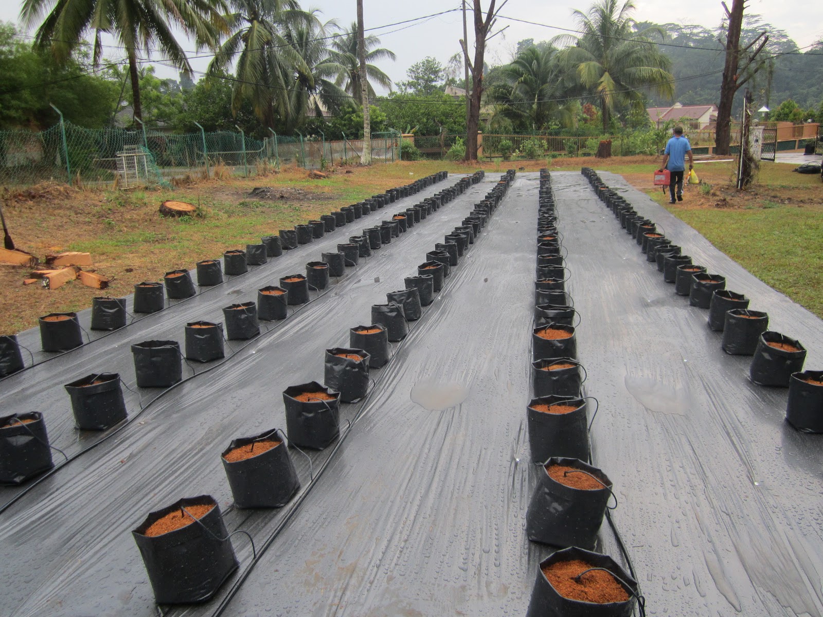 Modern Farming: Sistem Fertigasi Cili, Rock Melon dan Timun: Projek