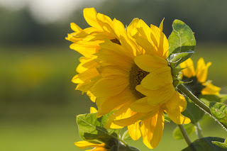 Naturfotografie Lippeaue Sonnenblumen