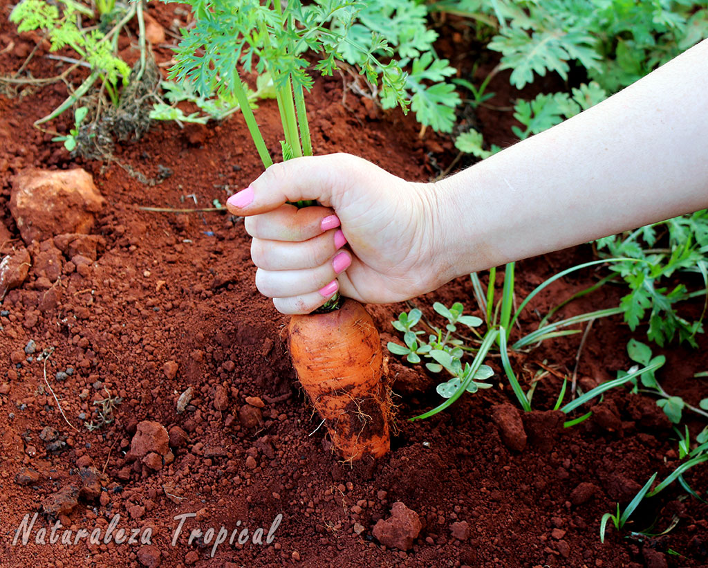 Naturaleza Tropical Como cultivar zanahorias en el huerto. Consejos útiles. Naturaleza Tropical Como cultivar zanahorias en el huerto. Consejos útiles.