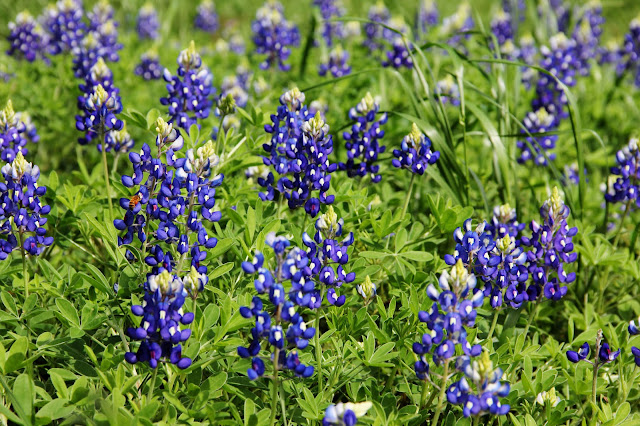 Backroads and Barstools: bluebonnets + the birthplace of tx + spring day