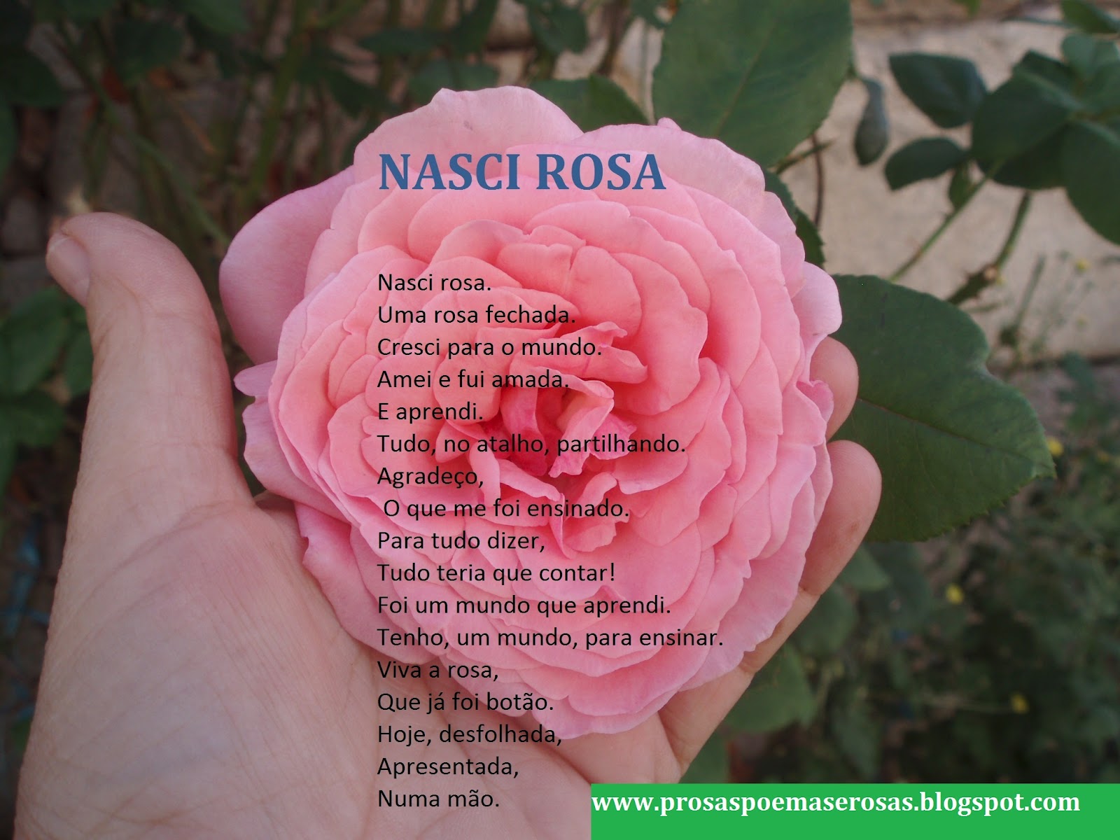 PROSAS, POEMAS E ROSAS ROSA, COR DE ROSA PROSAS, POEMAS E ROSAS ROSA, COR DE ROSA