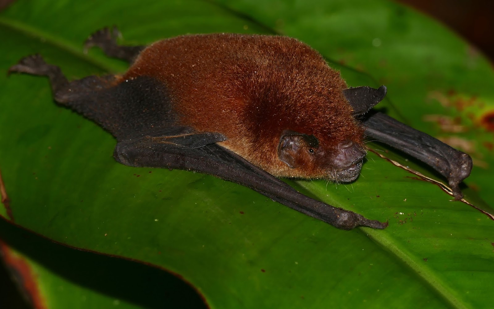 Catalogue of Organisms Moustached Bats, Ghostfaced Bats