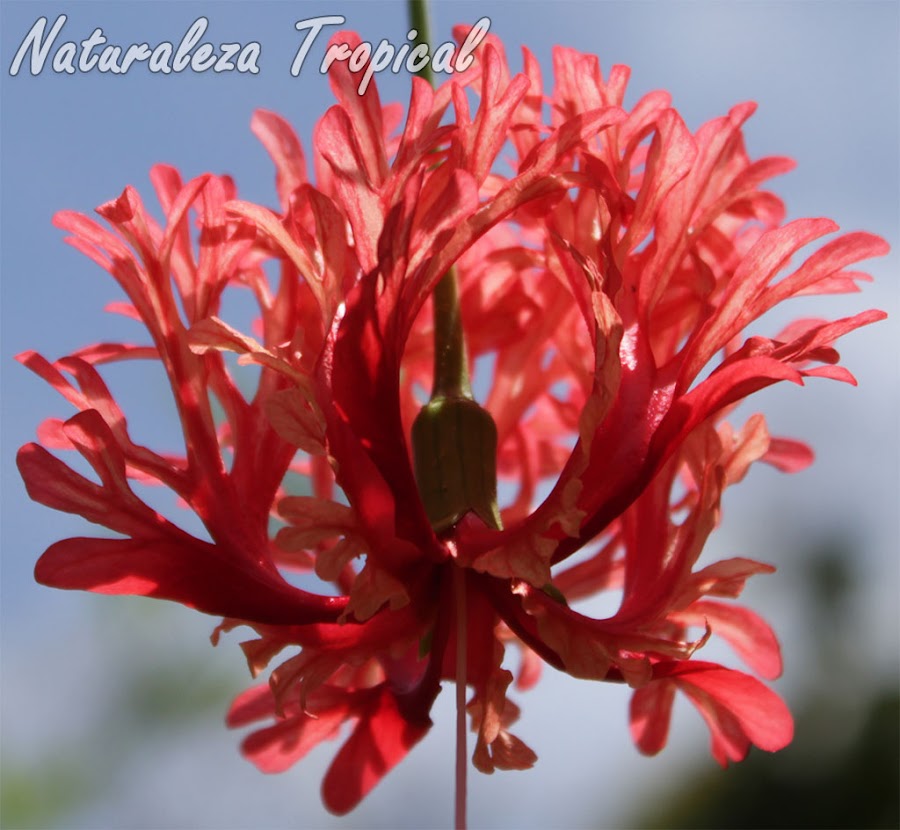 Detalles de los pétalos multilobulados del arbusto trepador Hibiscus schizopetalus