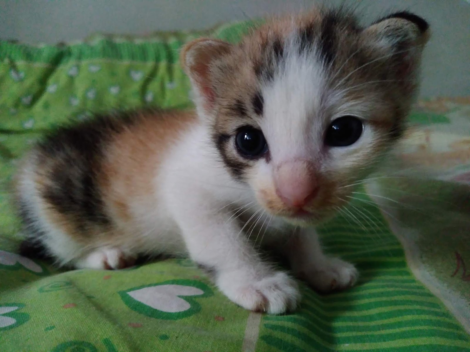 My World in Ara: Bayi Kucing Anda Cacingan? Begini Cara Mengatasinya!