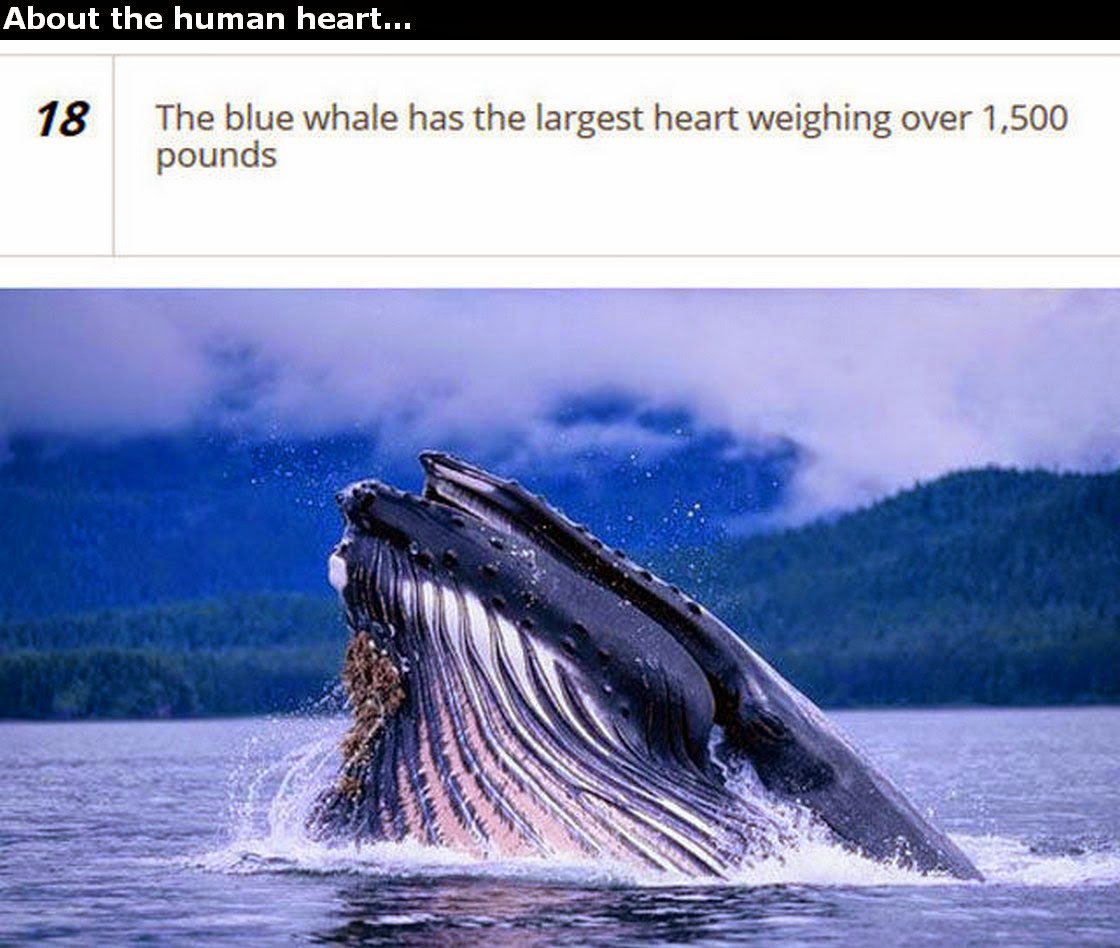 Chuck's Fun Page 2 Human Heart trivia 25 images