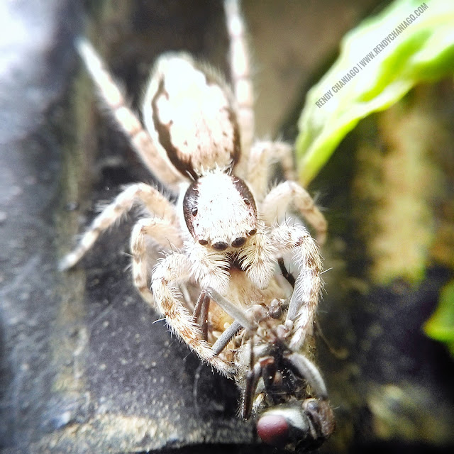 Hobi Foto Macro dengan Smartphone? Silahkan Lihat Contoh Gambarnya disini Hobi Foto Macro dengan Smartphone? Silahkan Lihat Contoh Gambarnya disini