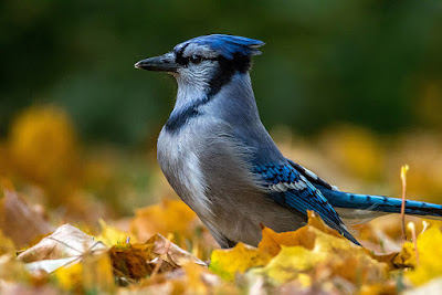 Blue Jay (Cyanocitta cristata)