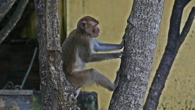 wyspa małp Cat Ba Monkey Island - małpy Wietnam