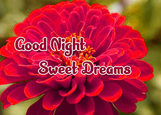 New Good Night Sweet Dreams Images For friends/Girlfriend » GoodNight
