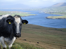 Valentia Island cow