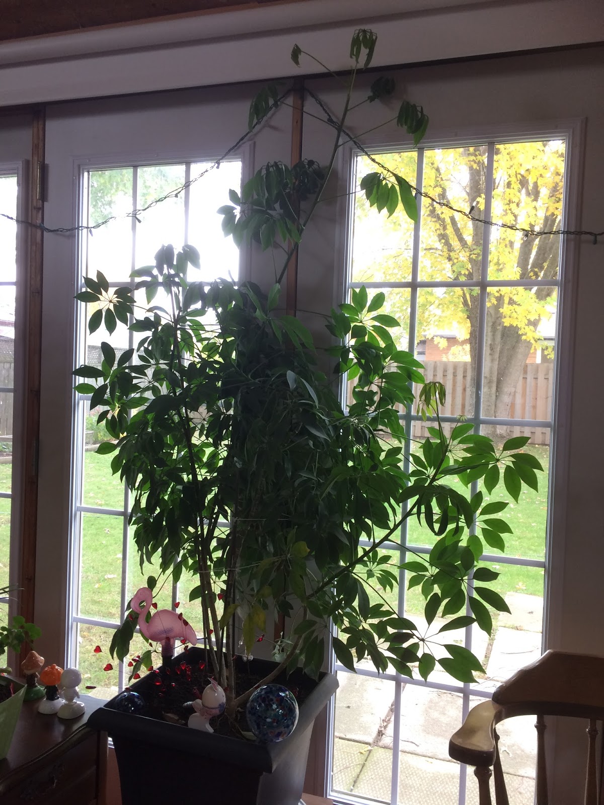 Houseplant Care How to Indoor Plant Care Pruning Your Umbrella Plant