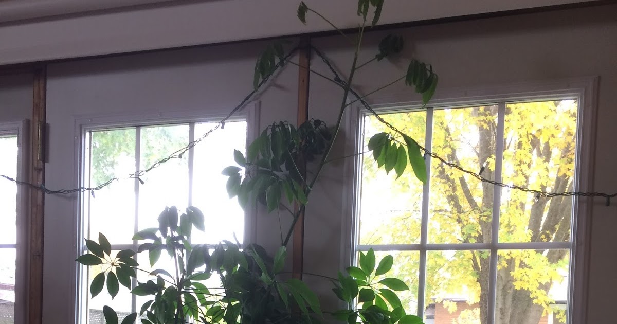 Pruning Your Umbrella Plant (Schefflera Arboricola)