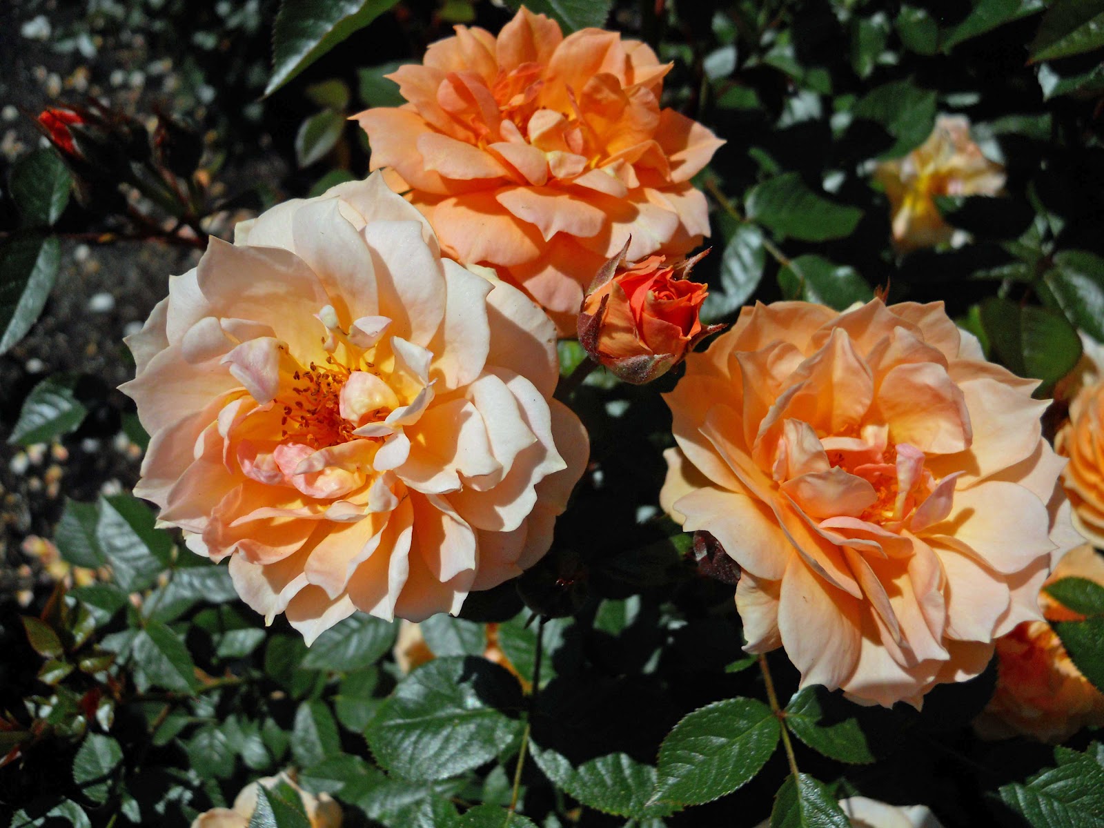 Beech Street Gardens: Visit Heirloom Roses