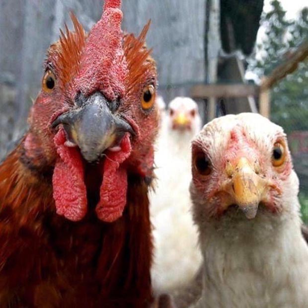 angry-chickens.jpg