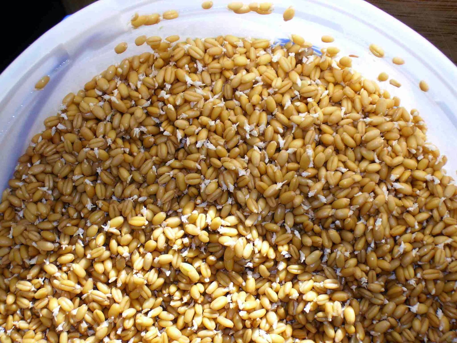 Easy Living the Hard Way Sprouting Seeds For the Chickens