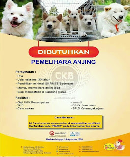 Lowongan Kerja Pemelihara Anjing di Bandung 2020