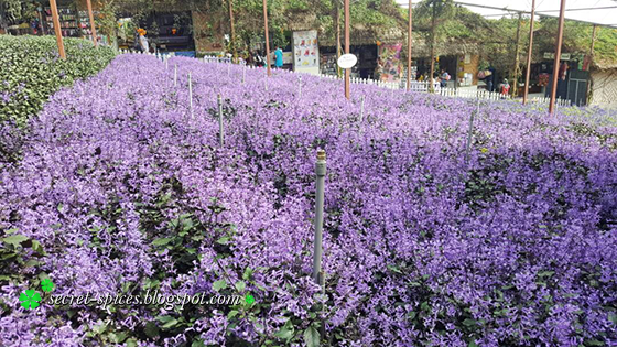 Highlands cameron lavender farm Lavender Garden