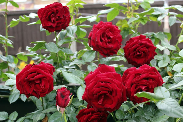 Selain Jadi Lambang Cinta, Bunga Mawar Juga Menyimpan Banyak Manfaat