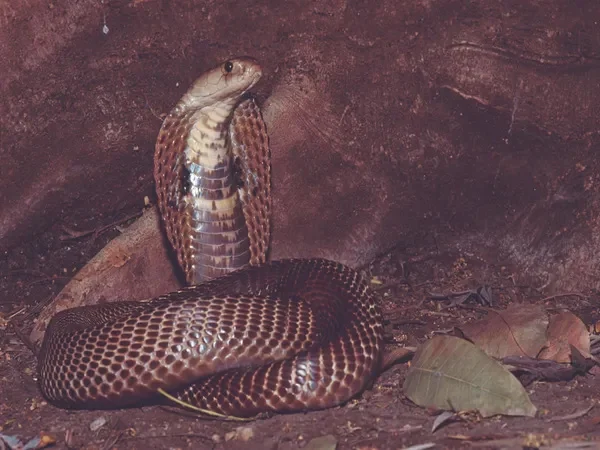 News, National, India, Bhoppal, Madya Pradesh, Snake, House, Family, COVID19, Forest, Hundreds of Snakes Inside a Home at Bhopal