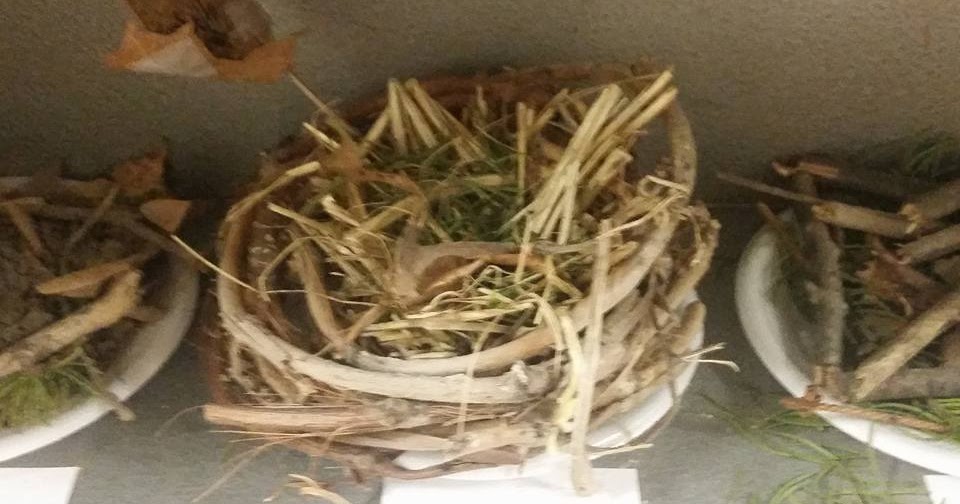 Growing a STEM Classroom: Building Bird Nests - STEM Challenge