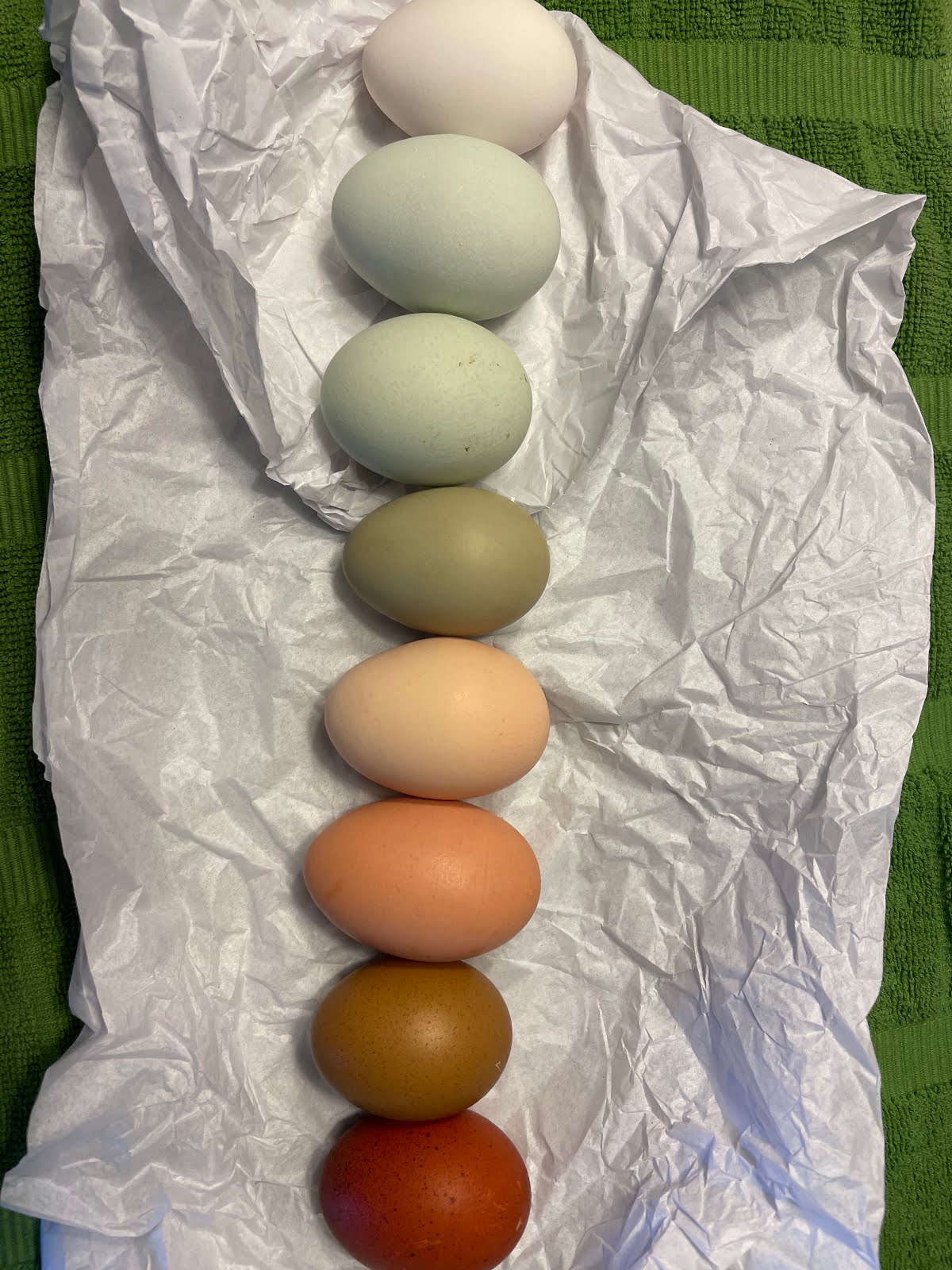 Eggs from Our Farm
