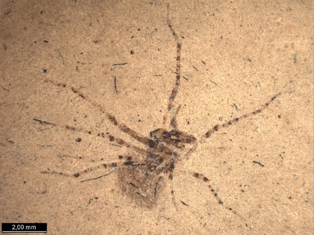 Отпечаток паука Jurarchaea zherikhini из верхней юры Казахстана возрастом около 160 млн лет — предположительно, одна из самых древних находок пауков-пеликанов. Фото A. Khramov