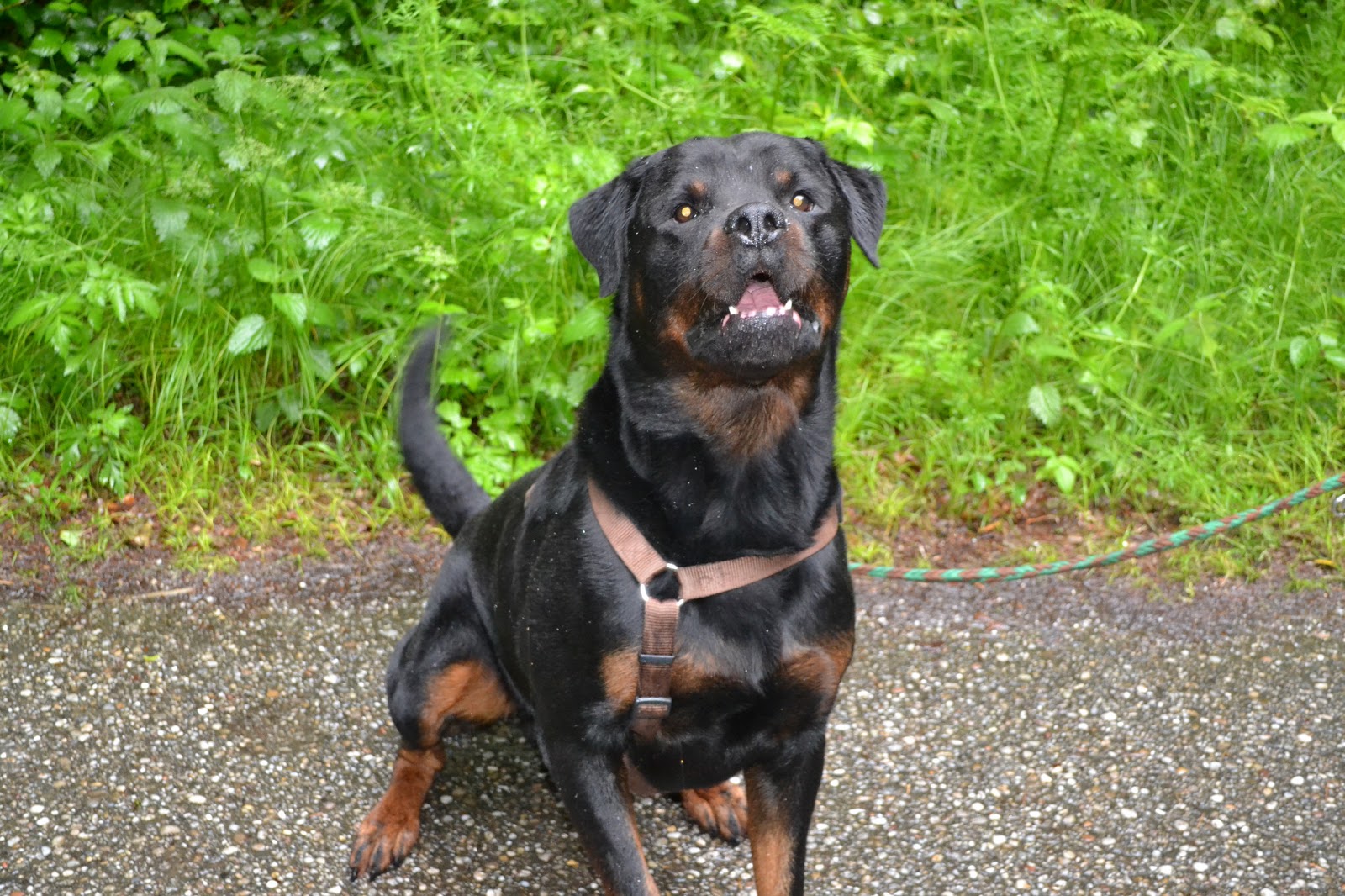 Der schwarze Hund I�m singing (and dancing) in the rain