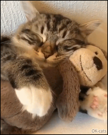 Cute Cat GIF • Affectionate kitty hugging his beloved monkey: "My fav stuffed plush animal, I love him."