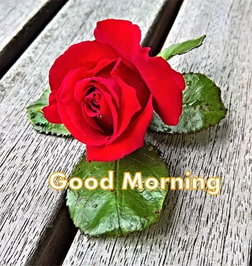 Red Rose Good Morning Image