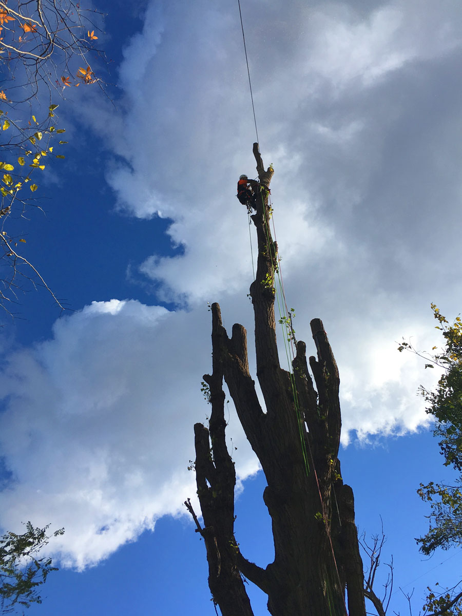 Treeing Satoc