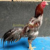 5 Ciri Ayam Bangkok Birma yang Bagus (Ayam Istimewa)