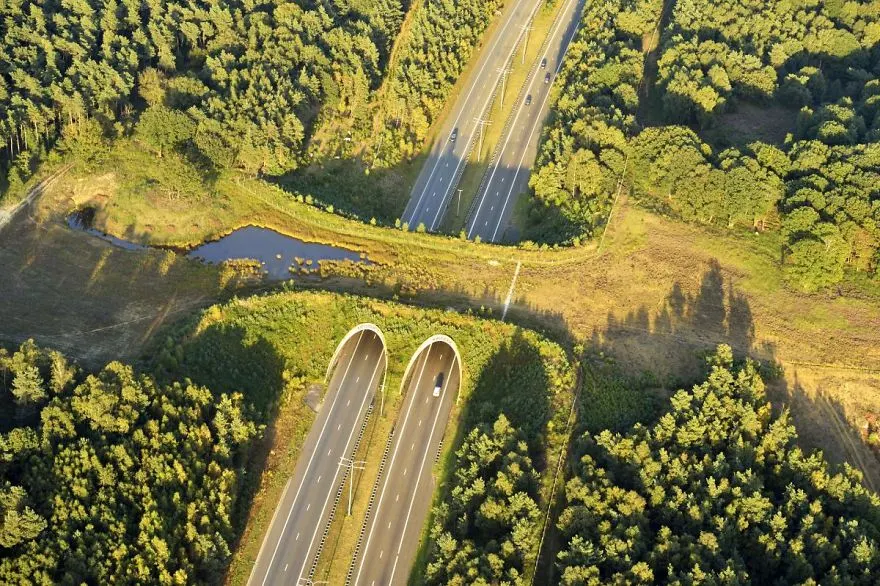 Wildlife Crossing In The Netherlands 